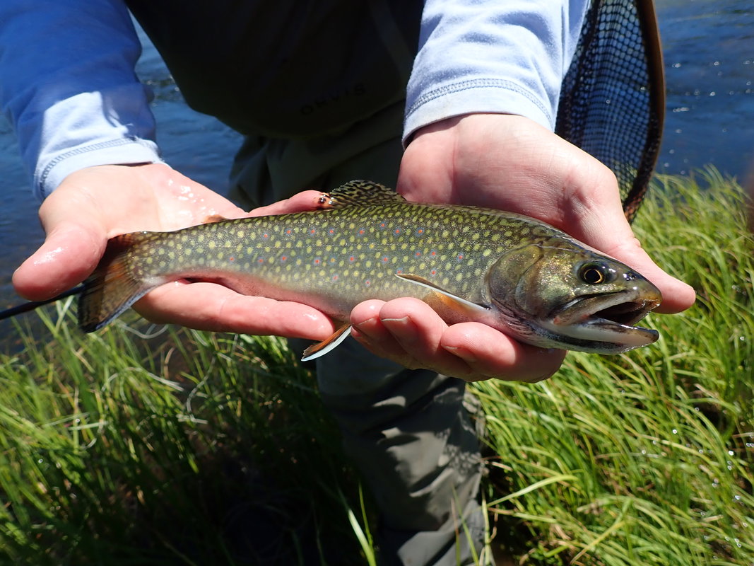 Tenkara half 2.jpg.jpg